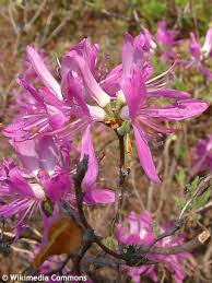 Attēlu rezultāti vaicājumam “Rhododendron canadense”