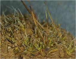 Attēlu rezultāti vaicājumam “Aloina rigida”