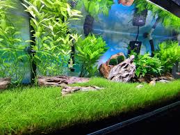 Attēlu rezultāti vaicājumam “Eleocharis acicularis”