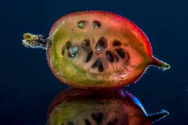 Attēlu rezultāti vaicājumam “Ribes uva-crispa fruit”