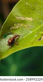 Attēlu rezultāti vaicājumam “Attelabidae”