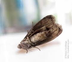 Attēlu rezultāti vaicājumam “Sciota adelphella”