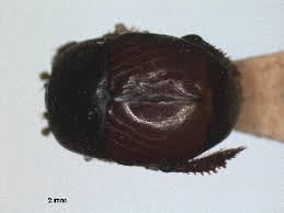 Attēlu rezultāti vaicājumam “Hypocaccus rugiceps”