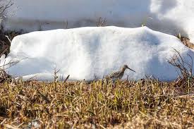 Image result for Gallinago delicata