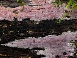 Attēlu rezultāti vaicājumam “Ceriporia excelsa”