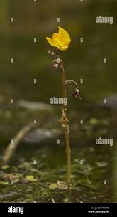 Attēlu rezultāti vaicājumam “Utricularia intermedia bud”