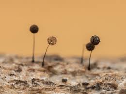 Attēlu rezultāti vaicājumam “Diachea dictyospora (syn. Craterium dictyosporum) young”