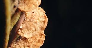 Attēlu rezultāti vaicājumam “Cribraria rufa spores”