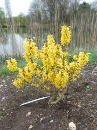 Attēlu rezultāti vaicājumam “Forsythia intermedia”