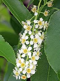 Attēlu rezultāti vaicājumam “Prunus serotina flower”