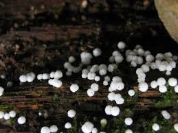 Attēlu rezultāti vaicājumam “Ceratiomyxa morchella macro”