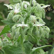 Attēlu rezultāti vaicājumam “Borago officinalis”