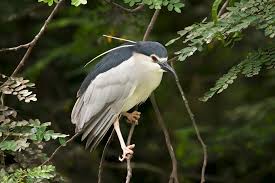 Image result for Nycticorax nycticorax
