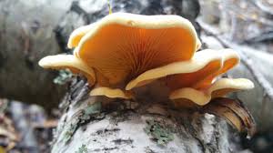 Attēlu rezultāti vaicājumam “Phyllotopsis nidulans”