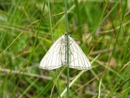 Attēlu rezultāti vaicājumam “Siona lineata”