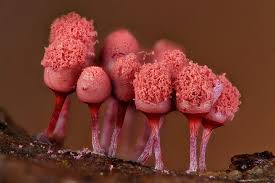 Attēlu rezultāti vaicājumam “Arcyria denudata”