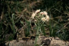 Attēlu rezultāti vaicājumam “Petasites spurius flower”