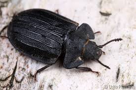 Attēlu rezultāti vaicājumam “Peltis grossa”