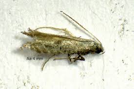 Attēlu rezultāti vaicājumam “Parornix anglicella”