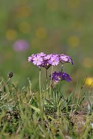 Attēlu rezultāti vaicājumam “Primula farinosa bud”