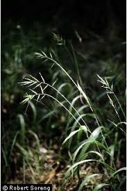 Attēlu rezultāti vaicājumam “Brachypodium sylvaticum”
