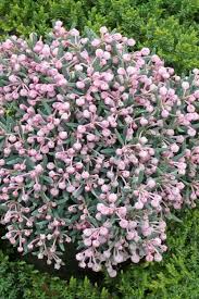 Attēlu rezultāti vaicājumam “Andromeda polifolia”