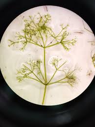 Attēlu rezultāti vaicājumam “Nitella sp.”