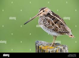 Image result for Gallinago gallinago