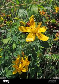 Attēlu rezultāti vaicājumam “Hypericum maculatum flower”