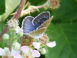 Attēlu rezultāti vaicājumam “Maculinea alcon upperside”