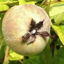 Attēlu rezultāti vaicājumam “Cydonia oblonga fruit”