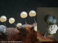 Attēlu rezultāti vaicājumam “Lamproderma gulielmae”