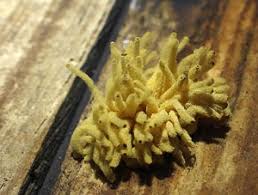 Attēlu rezultāti vaicājumam “Heterotrichia obvelata (syn. Arcyria obvelata) spores”