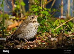 Attēlu rezultāti vaicājumam “Turdus pilaris juvenile”