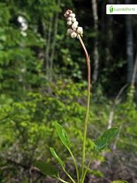 Attēlu rezultāti vaicājumam “Pyrola minor fruit”