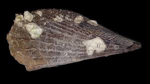 Attēlu rezultāti vaicājumam “Aloina rigida”