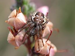 Attēlu rezultāti vaicājumam “Araneus quadratus female”
