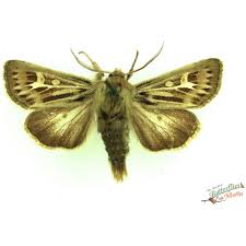 Attēlu rezultāti vaicājumam “Cerapteryx graminis”