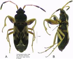 Attēlu rezultāti vaicājumam “Thecabius affinis”