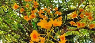 Attēlu rezultāti vaicājumam “Chrysotoxum sp.”