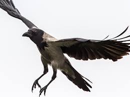 Attēlu rezultāti vaicājumam “Corvus cornix”