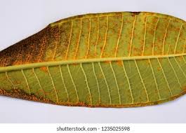 Attēlu rezultāti vaicājumam “Coleosporium sp.”