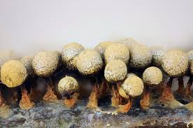 Attēlu rezultāti vaicājumam “Cribraria piriformis spores”