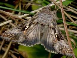 Attēlu rezultāti vaicājumam “Autographa gamma”
