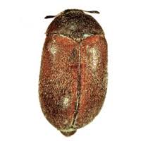 Attēlu rezultāti vaicājumam “Attagenus smirnovi”