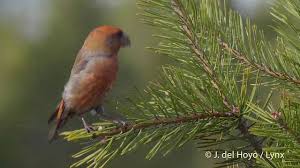 Attēlu rezultāti vaicājumam “Loxia pytyopsittacus”
