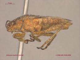 Attēlu rezultāti vaicājumam “Rhopalus maculatus imago”