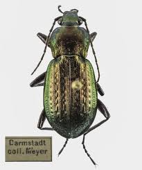 Attēlu rezultāti vaicājumam “Carabus arcensis”