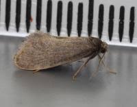 Attēlu rezultāti vaicājumam “Taleporia tubulosa”