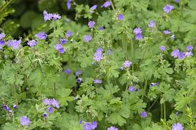 Attēlu rezultāti vaicājumam “Geranium pyrenaicum”